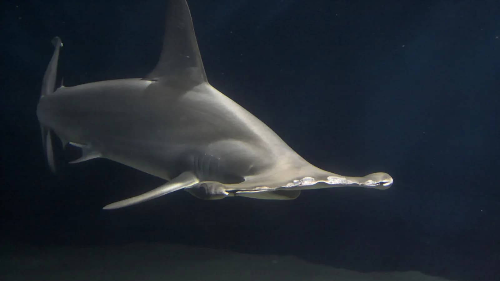 A hammerhead shark swimming in blue water
