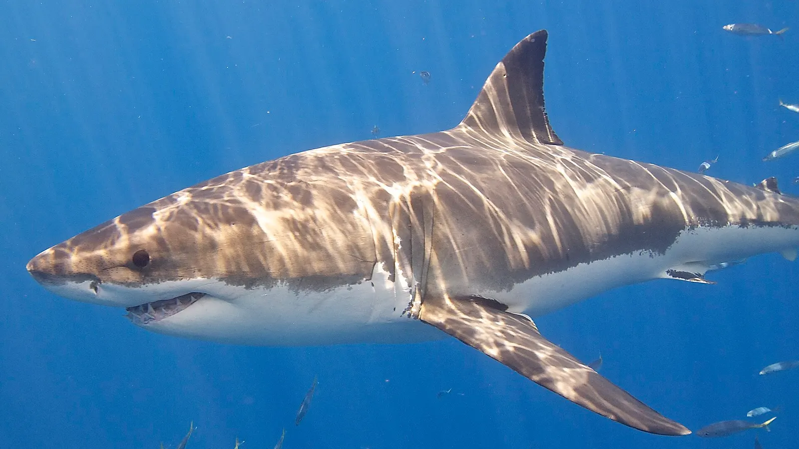 A great white shark swimming near the surface