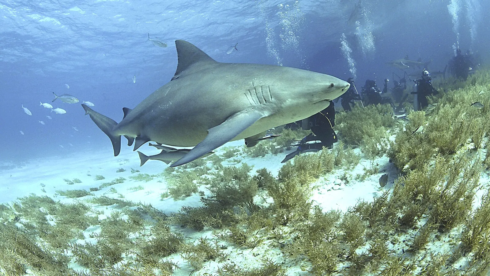 A bull shark in shallow tropical water