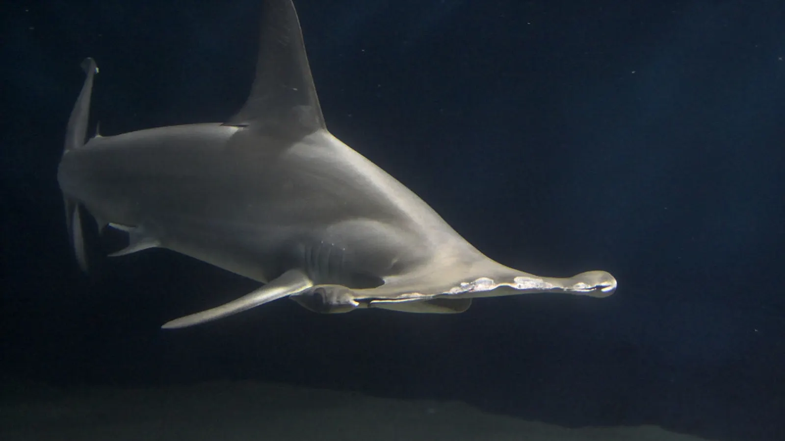 A hammerhead shark swimming in blue water