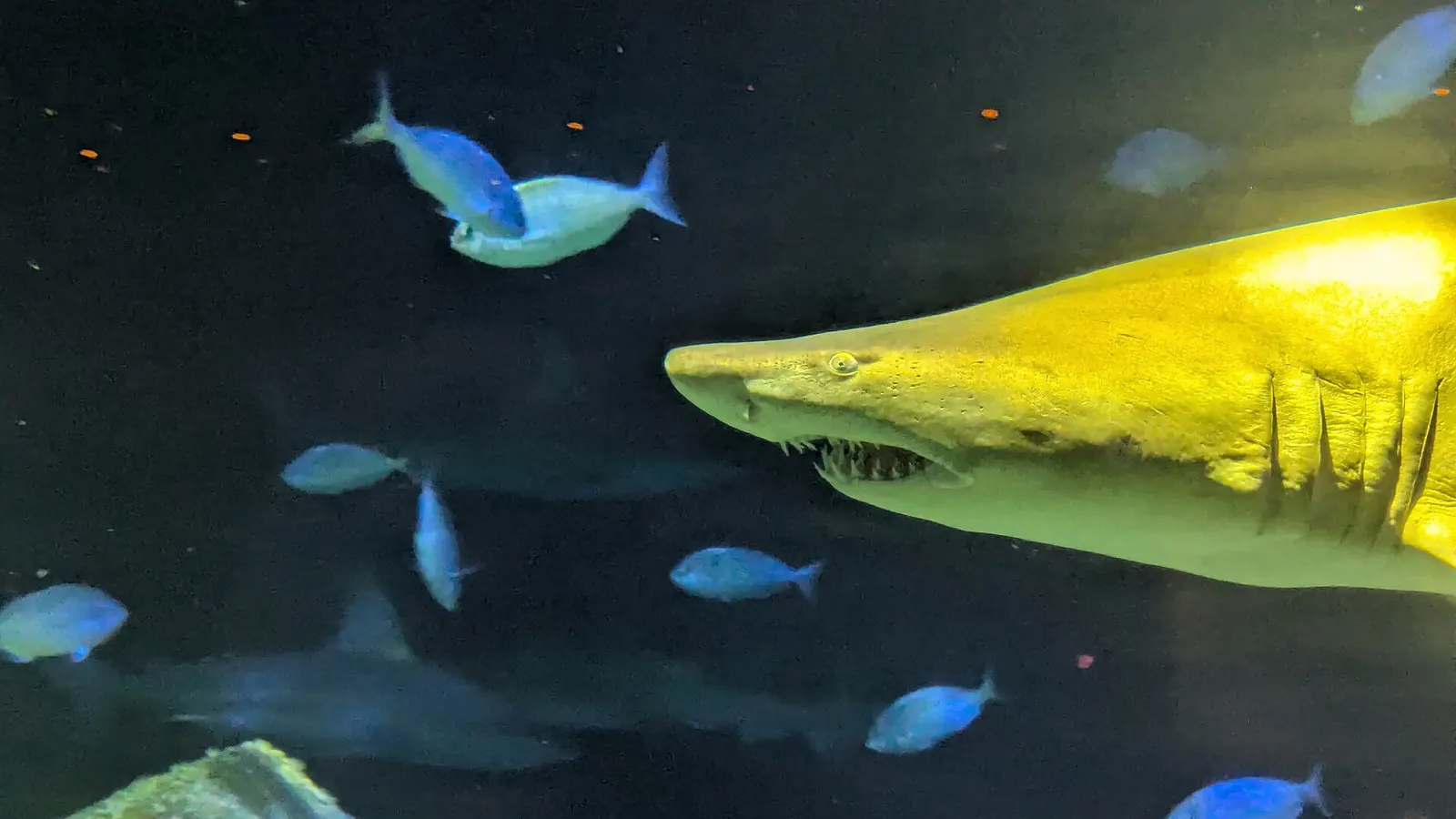 A sand tiger shark in an aquarium exhibit