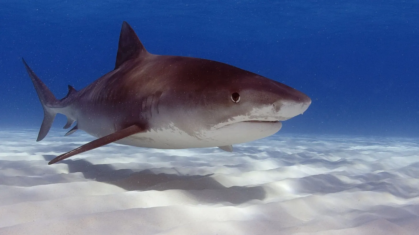 A tiger shark swimming underwater